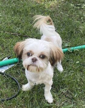 Peanut -  Shih Tzu Dog for Adoption in Overland Park, Kansas - Peanut | PetCurious