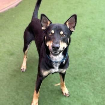 Rescue German Shepherd Dog and Australian Cattle Dog Blue Heeler Dogs for Adoption in Wichita, Kansas - Fiddle | PetCurious