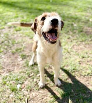Tramp -  Terrier Dog for Adoption in Covington, Louisiana - Tramp | PetCurious