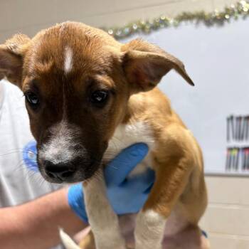 Mixed Breed Dogs Available for Adoption in Milton, Florida - Bravos | PetCurious