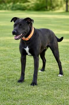 Peony-Cocoa -  Pit Bull Terrier and Mixed Breed Dog for Adoption in Maryville, Tennessee - Peony-Cocoa | PetCurious