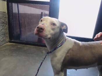 Pit Bull Terrier and Mixed Breed Dogs Available for Adoption - JADA | PetCurious