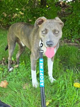Travis -  Mixed Breed Dog for Adoption in Highland, New York - Travis | PetCurious
