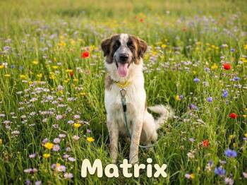 Matrix -  Great Pyrenees and Anatolian Shepherd Dog for Adoption in The Woodlands, Texas - Matrix | PetCurious