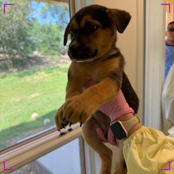 Scone -  Mixed Breed Dog for Adoption in Austin, Texas - Scone | PetCurious