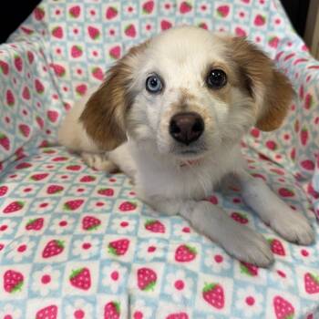 Hope (East Brady) -  Beagle and Australian Shepherd Dog for Adoption in Kittanning, Pennsylvania - Hope (East Brady) | PetCurious