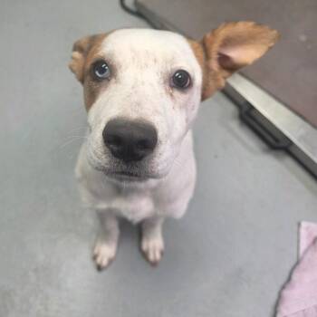 Bingo -  Mixed Breed Dog for Adoption in Duncan, Oklahoma - Bingo | PetCurious