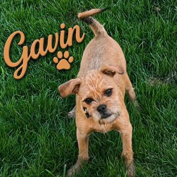 Gavin -  Chihuahua and Dachshund Dog for Adoption in Coldwater, Michigan - Gavin | PetCurious