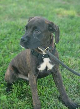 Rescue Boxer Dogs for Adoption in Fountaintown, Indiana - Denali | PetCurious