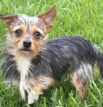 Rayce -  Silky Terrier Dog for Adoption in Okolona, Mississippi - Rayce | PetCurious