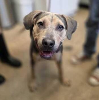 BOOSTER -  Mixed Breed Dog for Adoption in Fernandina Beach, Florida - BOOSTER | PetCurious