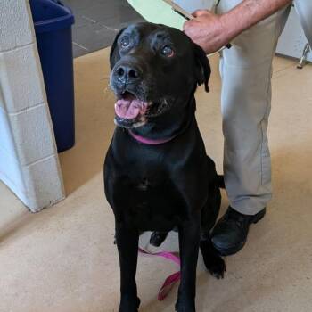 Riley -  Mixed Breed Dog for Adoption in Fairport, New York - Riley | PetCurious
