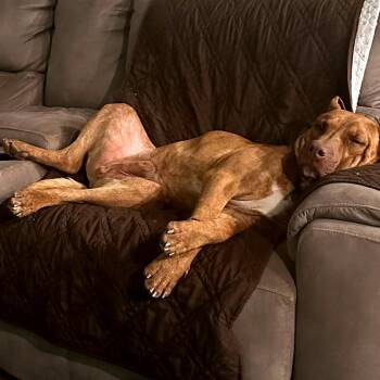 Doberman Pinscher Dogs Available for Adoption in Clarksville, Tennessee - Scooby | PetCurious
