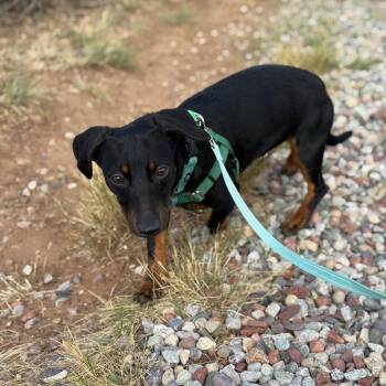 Doobie -  Dachshund and Mixed Breed Dog for Adoption in Glenwood Springs, Colorado - Doobie | PetCurious