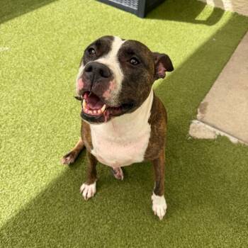 Dolly -  Mixed Breed Dog for Adoption in Titusville, Florida - Dolly | PetCurious