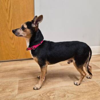 Carson -  Chihuahua Dog for Adoption in Woodstock, Illinois - Carson | PetCurious