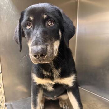 Kenai -  Mixed Breed Dog for Adoption in Winston-salem, North Carolina - Kenai | PetCurious