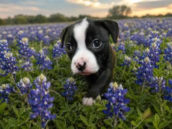 Pit Bull Terrier Dogs Available for Adoption in Mckinney, Texas - Bluebonnet | PetCurious