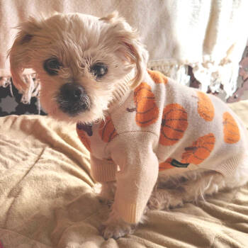 Rescue Shih Tzu Dogs for Adoption in San Francisco, California - Mullet 13508 | PetCurious