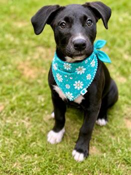 Betty -  Hound and Retriever Dog for Adoption in Brierfield, Alabama - Betty | PetCurious