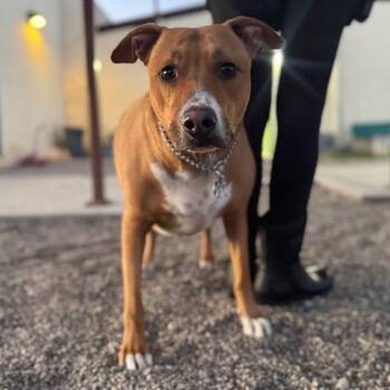 German Shepherd Dog Dogs Available for Adoption - MAX (SQ 26-017) | PetCurious