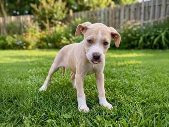Catahoula Leopard Dog and Black Mouth Cur Dogs Available for Adoption in Sebastian, Florida - Absinthe | PetCurious