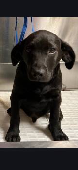 Beagle Dogs Available for Adoption in Morgantown, Kentucky - Bolt | PetCurious