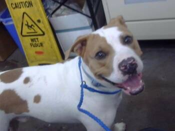 KOBE -  Mixed Breed Dog for Adoption in Dallas, Texas - KOBE | PetCurious
