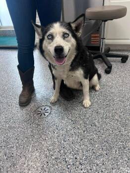 Fiona -  Siberian Husky Dog for Adoption in Burgaw, North Carolina - Fiona | PetCurious