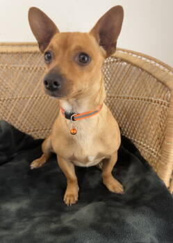 Rescue Chihuahua Dogs for Adoption in Seattle, Washington - Canelo | PetCurious