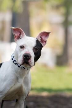 MOO -  Pit Bull Terrier and Mixed Breed Dog for Adoption in Belleville, Illinois - MOO | PetCurious