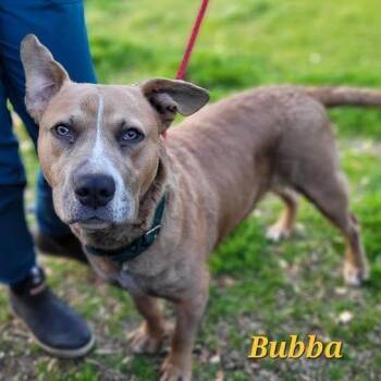 Rescue American Bully Dogs for Adoption in Orangeburg, South Carolina - Bubba | PetCurious