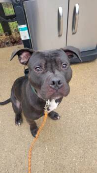 Mixed Breed Dogs Available for Adoption in Taycheedah, Wisconsin - Maximus | PetCurious