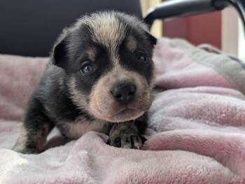 Rescue American Staffordshire Terrier Dogs for Adoption in Boise, Idaho - Wednesday | PetCurious