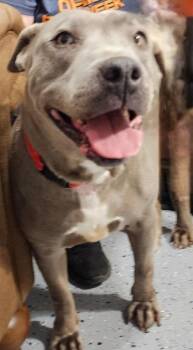 VICTORIA -  Labrador Retriever Dog for Adoption in Sandusky, Ohio - VICTORIA | PetCurious
