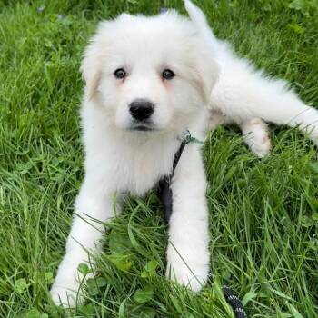 Great Pyrenees Dogs Available for Adoption in Ottawa Hills, Ohio - Niko | PetCurious