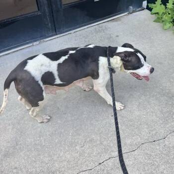 Bittersweet -  Pit Bull Terrier Dog for Adoption in Baltimore, Maryland - Bittersweet | PetCurious