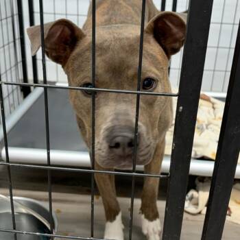 Terrier Dogs Available for Adoption in St. Louis, Missouri - Pairlee | PetCurious