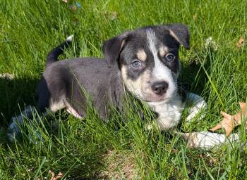 Terrier Dogs Available for Adoption in WDM, Iowa - Cilantro | PetCurious