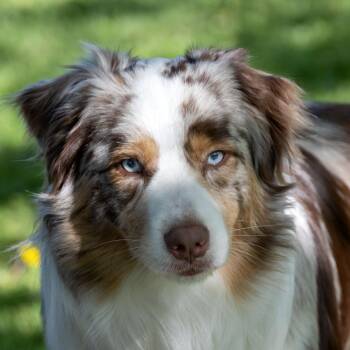 Australian Shepherd Dogs Available for Adoption in Mckean, Pennsylvania - Huxley | PetCurious
