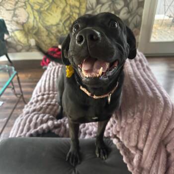 Carmen -  American Staffordshire Terrier Dog for Adoption in Mooresville, North Carolina - Carmen | PetCurious