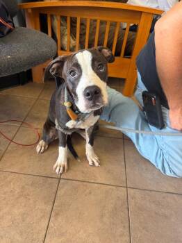 Arnold -  Boxer and Pit Bull Terrier Dog for Adoption in Marion, Ohio - Arnold | PetCurious