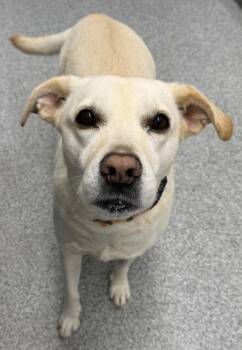 Nora -  Labrador Retriever Dog for Adoption in Orland Hills, Illinois - Nora | PetCurious