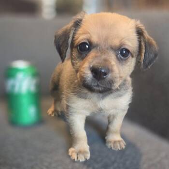 Nelson -  Terrier and Border Terrier Dog for Adoption in San Diego, California - Nelson | PetCurious