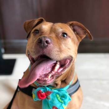 American Staffordshire Terrier Dogs Available for Adoption - BROWNIE | PetCurious