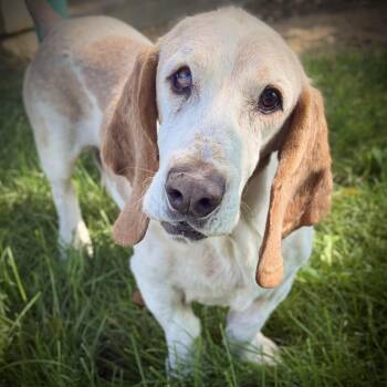 Ted -  Basset Hound Dog for Adoption in Mead, Colorado - Ted | PetCurious