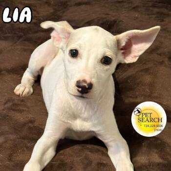 Lia -  Labrador Retriever and Mixed Breed Dog for Adoption in Washington, Pennsylvania - Lia | PetCurious