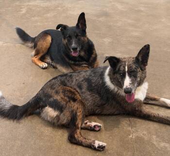 Melvin and Milton -  Mixed Breed Dog for Adoption in Savage, Minnesota - Melvin And Milton | PetCurious