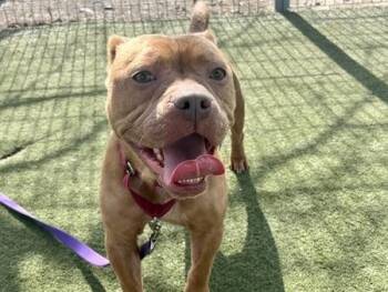 Pit Bull Terrier and Mixed Breed Dogs Available for Adoption in Martinez, California - NYLA | PetCurious