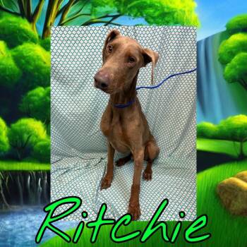 Ritchie -  Doberman Pinscher and Mixed Breed Dog for Adoption in Royse City, Texas - Ritchie | PetCurious